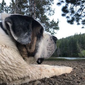 Meet your Posher, Daniel